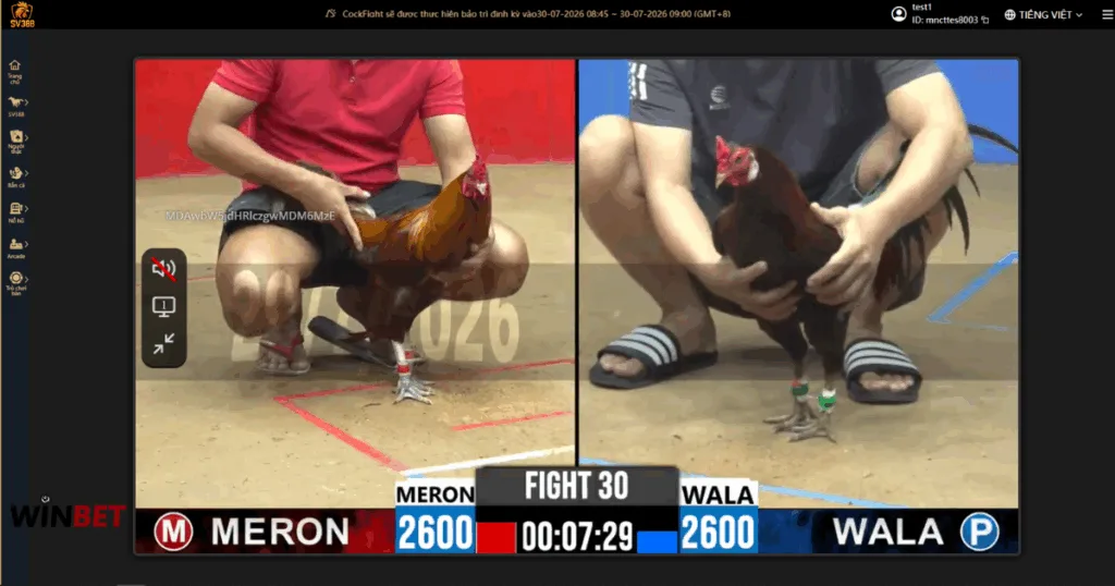 Cockfight