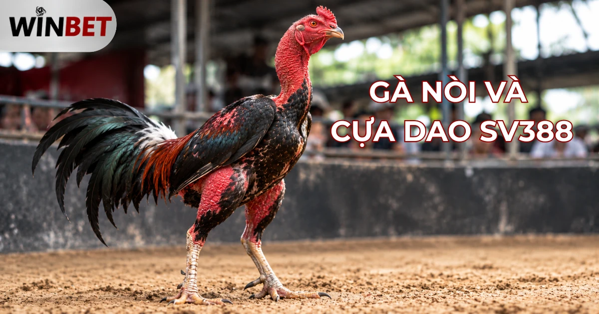 gà nòi và cựa dao sv388, gà nòi SV388, cựa sắt SV388